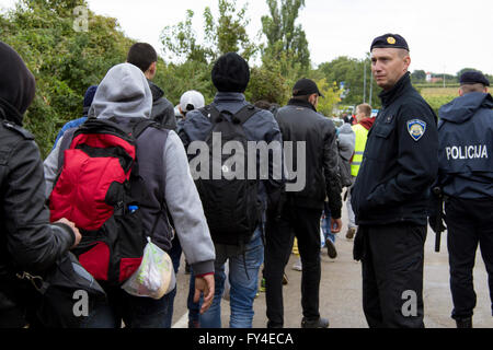 Les réfugiés qui traversent la frontière serbo-croate entre Berkasovo (Serbie) et Bapska (Croatie) Banque D'Images