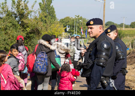 Les réfugiés qui traversent la frontière serbo-croate entre Berkasovo (Serbie) et Bapska (Croatie) Banque D'Images