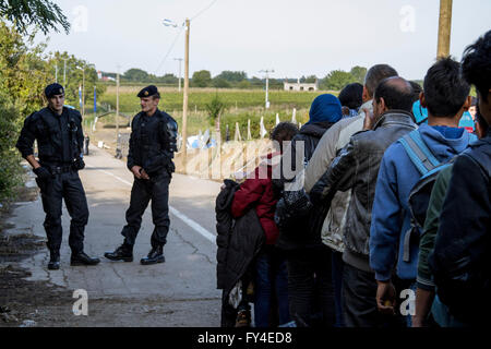 Les réfugiés qui traversent la frontière serbo-croate entre Berkasovo (Serbie) et Bapska (Croatie) Banque D'Images