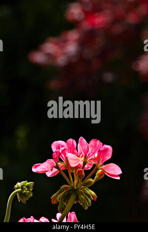 Fleur de géranium Pelargonium spec ( ) Banque D'Images