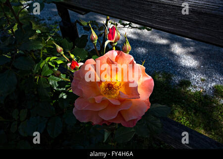 Rose Rose (Rosa étamines ) Banque D'Images