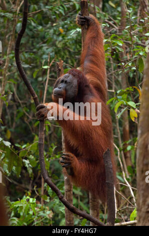 L'orang-outan, Tanjung Puting, Kalimantan, Bornéo, Indonésie Banque D'Images