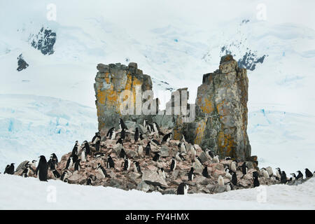 Manchot à Jugulaire (Pygoscelis antarctica) colonie de nidification, Half Moon island, Péninsule Antarctique, l'Antarctique Banque D'Images