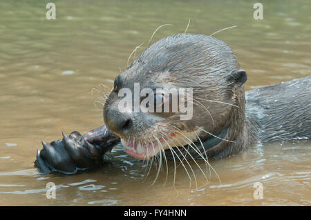 La loutre géante (Pteronura brasiliensis), Rivière Rupununi, Karanambu Ranch, Guyana Banque D'Images