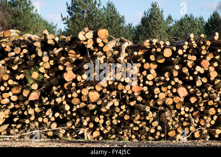 Grumes de bois fraîchement coupé la forêt de Rendlesham UK Suffolk Banque D'Images