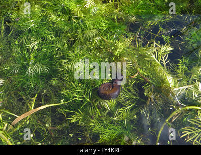 Plus les planorbes (Planorbarius corneus) et petit escargot errant (Radix peregra) sur l'eau de biche et violet de l'eau Banque D'Images