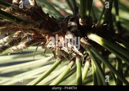 Close-up de sunlit pin noir d'Autriche (Pinus nigra) avec la direction générale de l'ombre pommelé Banque D'Images