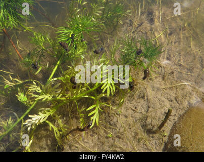 Petit étang Planorbarius corneus (escargots, Lymnaea stagnalis et Radix peregra violet) sur l'eau (Hottonia palustris) Banque D'Images