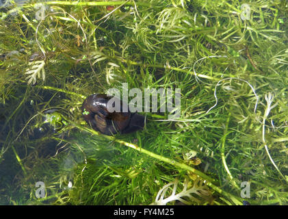 Planorbarius corneus étang (escargots, Lymnaea stagnalis et Radix peregra) sur l'eau de biche et violet de l'eau Banque D'Images