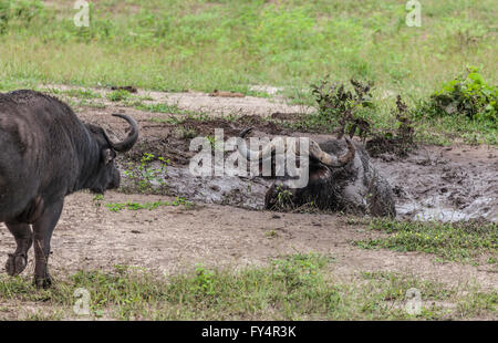 Un vieux mâle d'Afrique, Syncerus caffer, couché dans une boue à croupir dans un autre qui est de marcher vers lui. Chobe NP. Banque D'Images