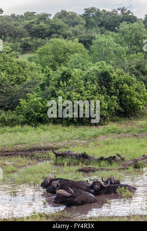 Groupe de cinq ans Buffle en se vautrant dans une boue humide se vautre dans le Parc National de Chobe, Botswana, Afrique du Sud Banque D'Images