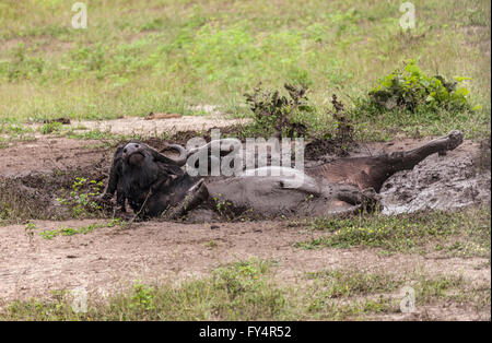 Buffle, aka d'Afrique, Syncerus caffer, roulant dans une boue se vautre. Le Parc National de Chobe, au Botswana, en Afrique australe. Banque D'Images