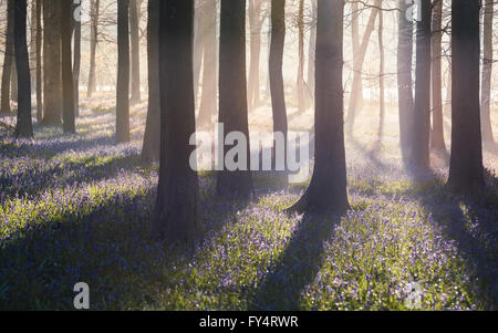 Lever du soleil à travers les arbres dans un bois Bluebell. Ashridge Estate, Hertfordshire, England, UK Banque D'Images