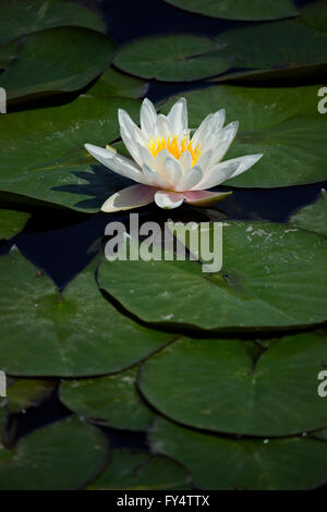 Libre d'une belle fraîcheur spirituelle white water lily (fleur de nénuphar) herbes hydrophiles et flottante de nénuphars. Banque D'Images