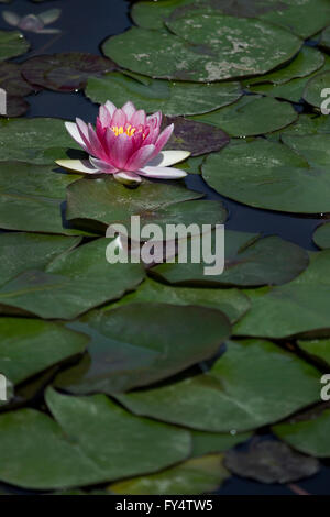 L'eau de couleur violette lily (cultivar) nénuphar fleur herbe hydrophile entouré par des feuilles de nénuphars. Banque D'Images