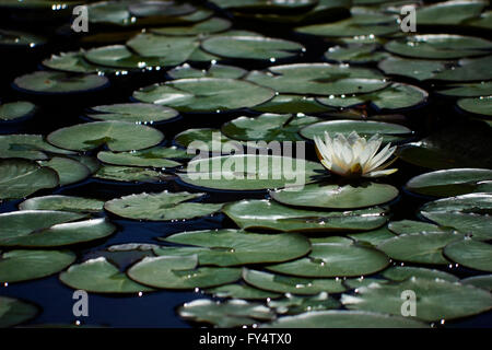 Une nouvelle fleur nénuphar blanc rétroéclairé flottant flottant sur l'eau, surface de l'étang entouré par Lilly pads (feuilles) Banque D'Images