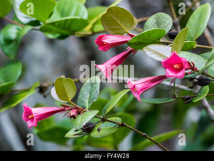 Fleurs rose (Portlandia coccinea) dans les forêts tropicales de la Jamaïque, Caraïbes. Banque D'Images