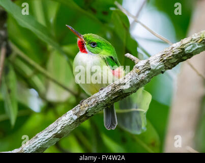 Une espèce endémique Jamaican Tody (Todus todus) perché sur une branche. La Jamaïque, Caraïbes. Banque D'Images