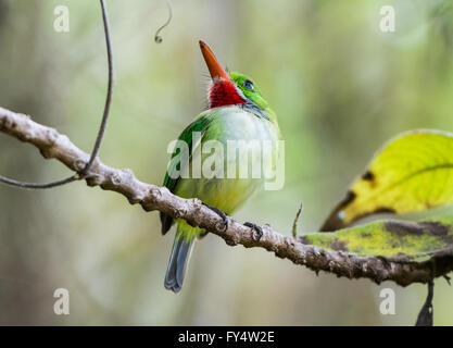 Une espèce endémique Jamaican Tody (Todus todus) perché sur une branche. La Jamaïque, Caraïbes. Banque D'Images