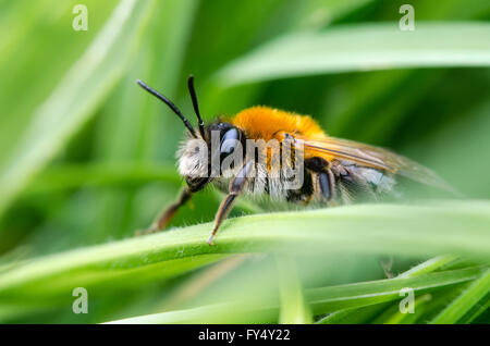 Andrena nitida, femme mining bee. Une abeille solitaire féminin de profil, avec substitution, fox-coloration rouge du thorax et les cheveux sur le visage Banque D'Images