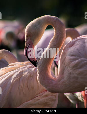 Flamant rose (Phoenicopterus roseus) portrait Banque D'Images