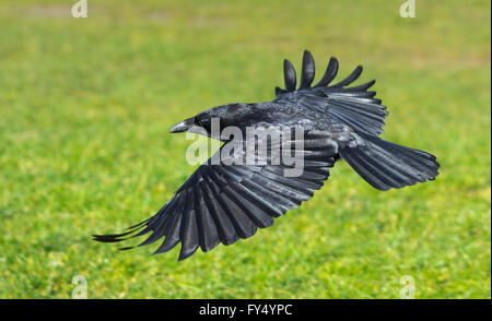 Corneille volant au-dessus de l'herbe en hiver dans le West Sussex, Angleterre, Royaume-Uni. Banque D'Images