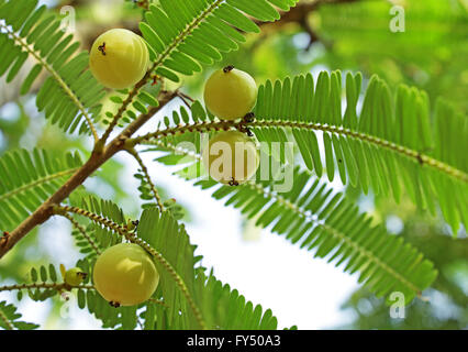 Indian gooseberry, Phyllanthus emblica, en arbre. Aussi appelé l'amla. Une partie essentielle de plantes médicinales traditionnelles indiennes Banque D'Images