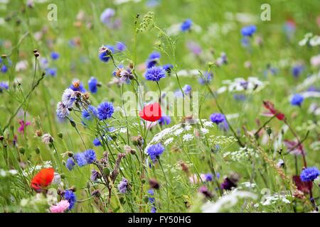 Coquelicot et bleuet fleurs de printemps en fleurs sauvages dans la région de Meadow background stock photo, stock, photographie, image, photo Banque D'Images