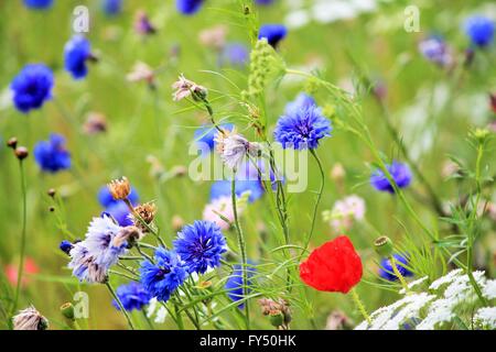 Coquelicot et bleuet fleurs de printemps en fleurs sauvages dans la région de Meadow background stock photo, stock, photographie, image, photo Banque D'Images