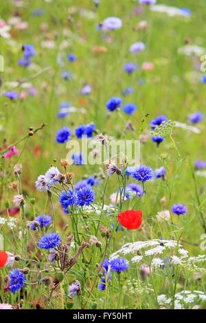 Medow de pavot fleurs de lys et de fleurs de printemps sauvage fond de prairie en fleurs en plein écran copie espace uk Angleterre Grande-bretagne stock photo, image Banque D'Images