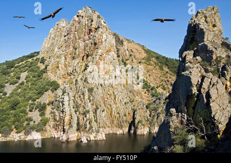 Vautours fauves (Gyps fulvus) battant devant Peñafalcon rock, une colonie de vautours du logement à Monfragüe, Estrémadure, Espagne Banque D'Images