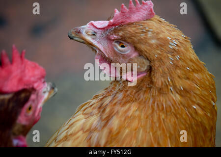 Tournant autour du poulet pour regarder un autre poulet Banque D'Images