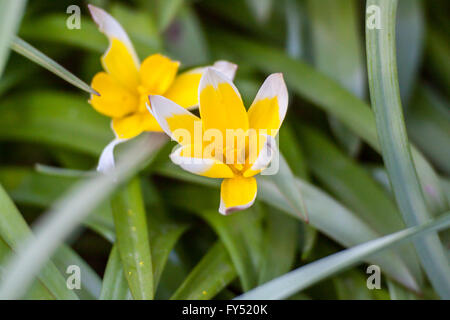 Tulip (Tulipa turkestanica Turkestan) Banque D'Images