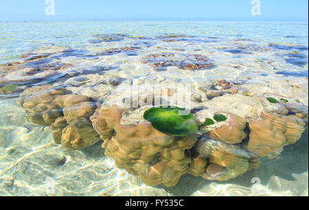 Un corail Bommie ou rocheux avec turtle grass touffe sur le récif entourant une île tropicale au large des côtes de l'Australie Banque D'Images