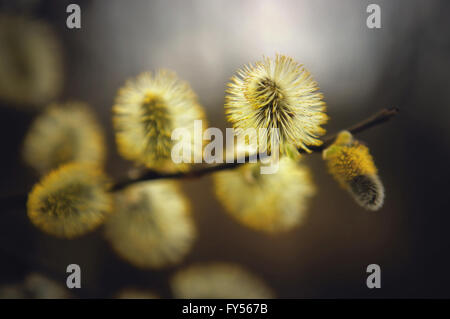 La direction générale de printemps des bourgeons duveteux avec Willow et petite abeille assis sur l'un d'entre eux Banque D'Images