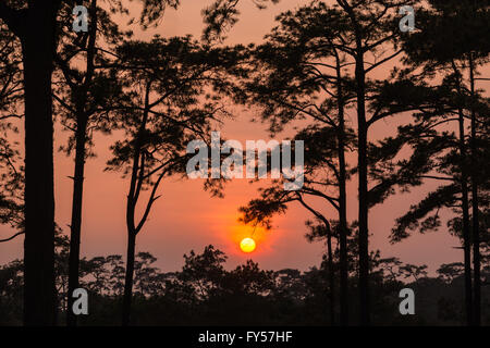 Coucher du soleil à travers les branches d'un pin dans la lumière orange. Banque D'Images
