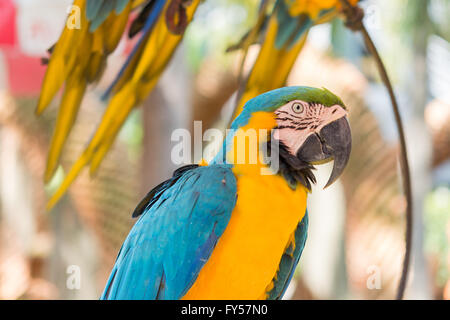 Macaw parrot sur le plancher, dans la bouche des aliments périodiques Banque D'Images