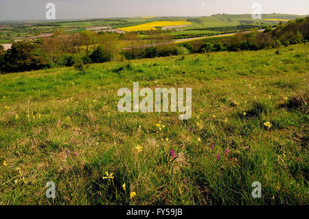 Fleurs sauvages sur Morgan's Hill nature reserve, regard vers Vega vers le bas. Banque D'Images