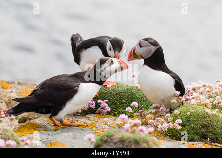 Le macareux moine (Fratercula arctica) bec tapping, Fair Isle, Shetland, Ecosse, Grande-Bretagne Banque D'Images