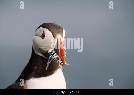 Macareux moine (Fratercula arctica) avec lançon, Fair Isle, Shetland, Ecosse, Grande-Bretagne Banque D'Images