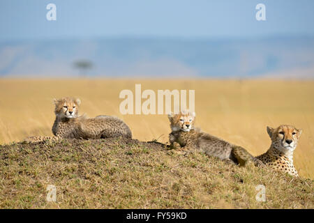 Le Guépard (Acinonyx jubatus), d'oursons sur une termitière, parc de Masai Mara, Kenya Banque D'Images