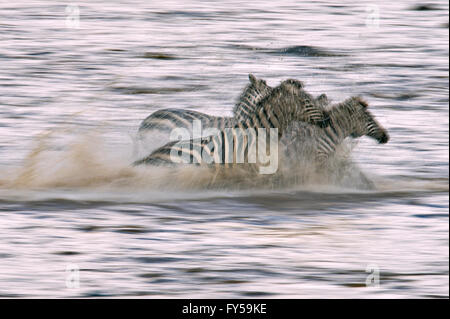 Un troupeau de zèbres (Equus quagga) traverser la rivière Mara au cours de la grande migration annuelle, Masai Mara, Kenya Banque D'Images