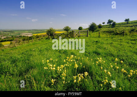 Fleurs sauvages sur Morgan's Hill nature reserve. Banque D'Images