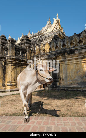 Maha Aungmye Bonzan vache à l'extérieur ou Mahar Aung Mye Bon San, Monastère, près de Mandalay, Myanmar Inwa Banque D'Images