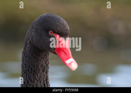 Australian Black Swan (Cygnus atratus), Slimbridge Wetlands Centre, Gloucestershire, Royaume-Uni Banque D'Images