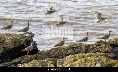 Troupeau de courlis corlieu (Numenius phaeopus) sur la côte rocheuse. Un rare oiseau échassier, dans la famille sandpiper (corvidés) Banque D'Images