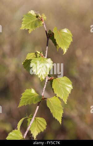 Frais des feuilles de bouleau blanc Betula pendula Banque D'Images