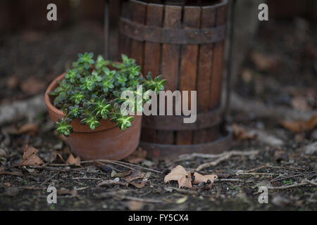 Succulentes en pot, près d'un petit pressoir antique Banque D'Images