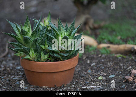 Variété d'aloès, de plantes succulentes en pot Banque D'Images