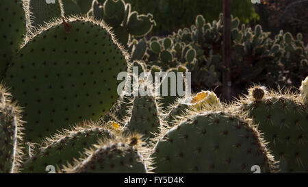 Tôt le matin, la lumière du soleil qui se reflète sur un bosquet de cactus Cactus Nopal électrodes. Banque D'Images